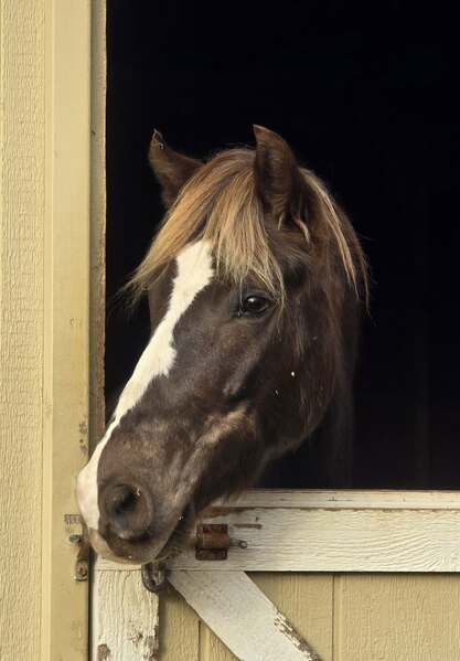 14.2 Stunning Chocolate Trail Horse