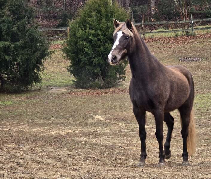 14.2 Stunning Chocolate Trail Horse