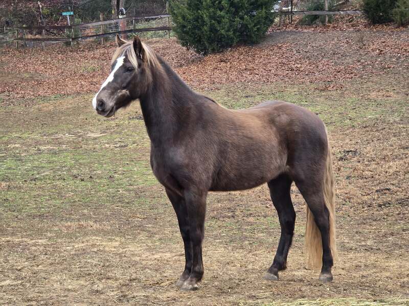 14.2 Stunning Chocolate Trail Horse