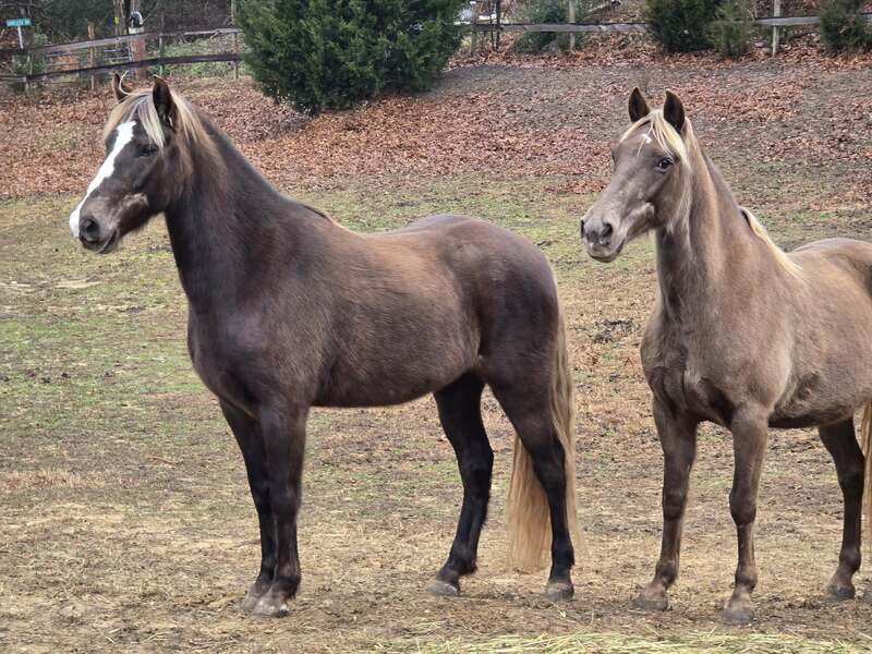14.2 Stunning Chocolate Trail Horse
