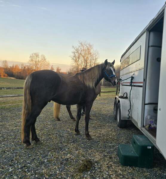 14.2 Stunning Chocolate Trail Horse