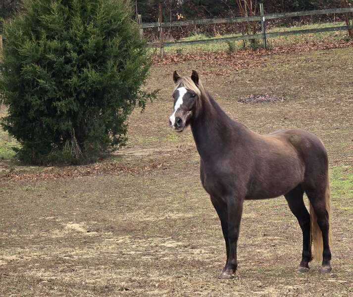 14.2 Stunning Chocolate Trail Horse