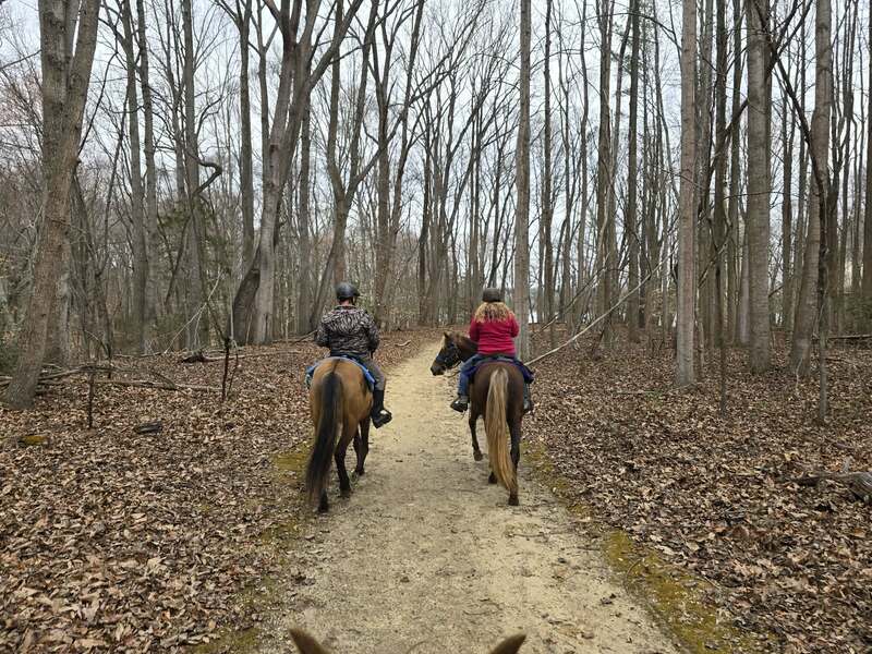 14.2 Stunning Chocolate Trail Horse