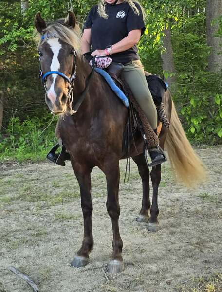 14.2 Stunning Chocolate Trail Horse
