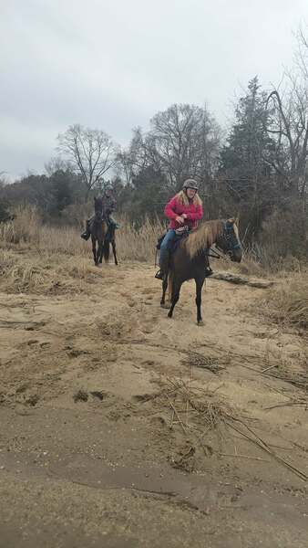14.2 Stunning Chocolate Trail Horse