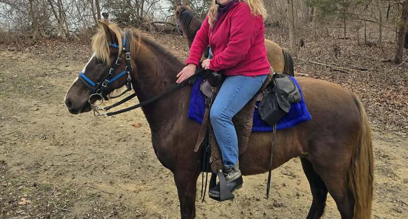 14.2 Stunning Chocolate Trail Horse