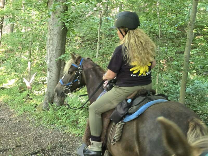 14.2 Stunning Chocolate Trail Horse