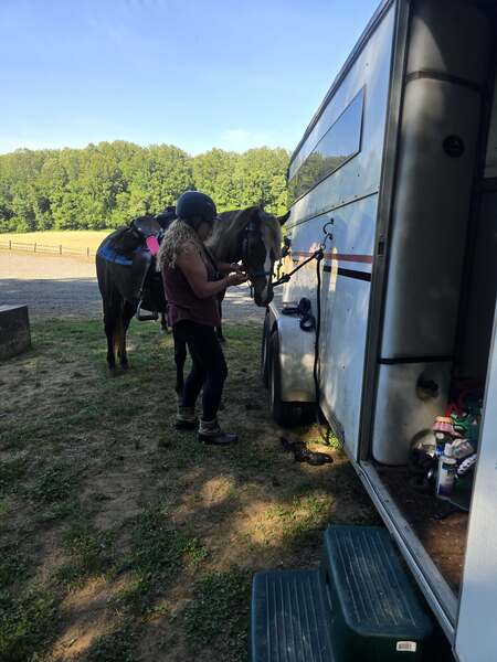 14.2 Stunning Chocolate Trail Horse