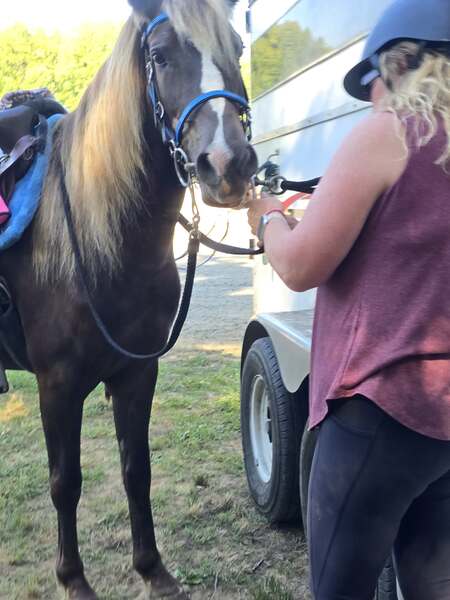 14.2 Stunning Chocolate Trail Horse