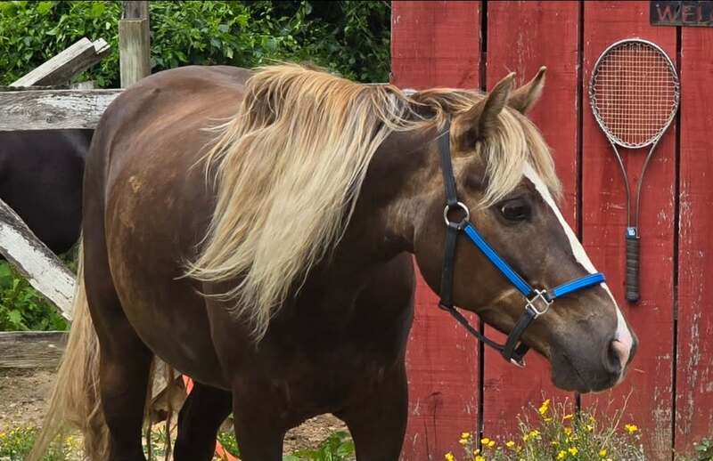 14.2 Stunning Chocolate Trail Horse
