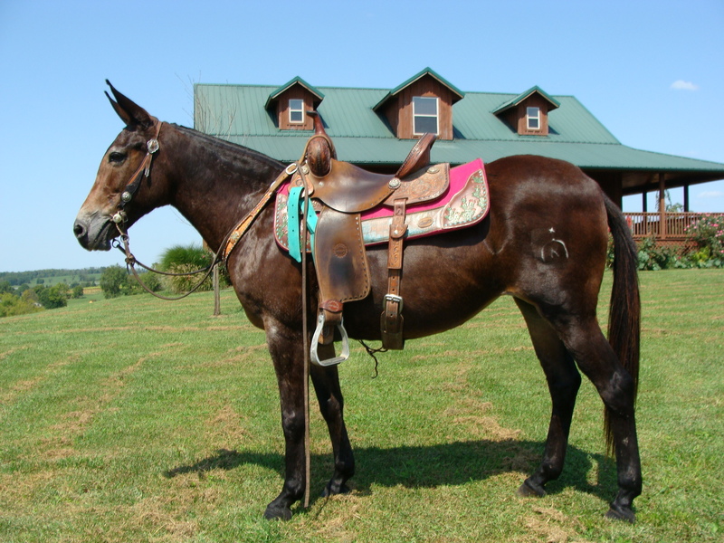 VERY DARK BAY MOLLY MULE, NECK REINS, SHUFFLE GAIT, ONE STEP LOPE For ...