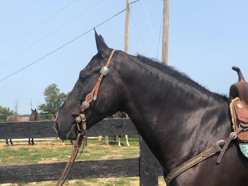 VERY PRETTY BLACK PERCHERON STANDARDBRED CROSSBRED GELDING, RIDES AND