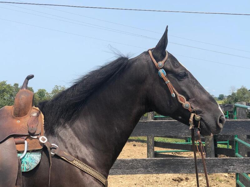 VERY PRETTY BLACK PERCHERON STANDARDBRED CROSSBRED GELDING, RIDES AND