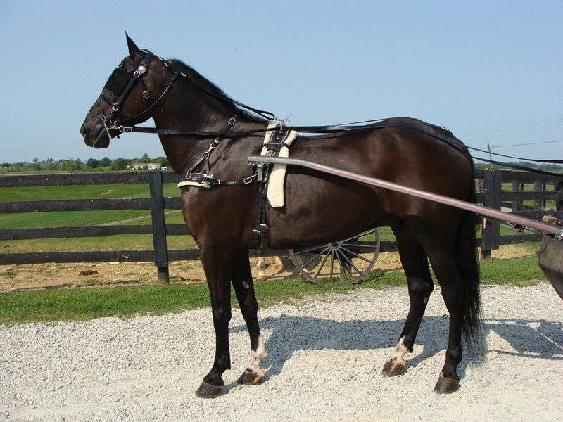 VERY PRETTY BLACK PERCHERON STANDARDBRED CROSSBRED GELDING, RIDES AND