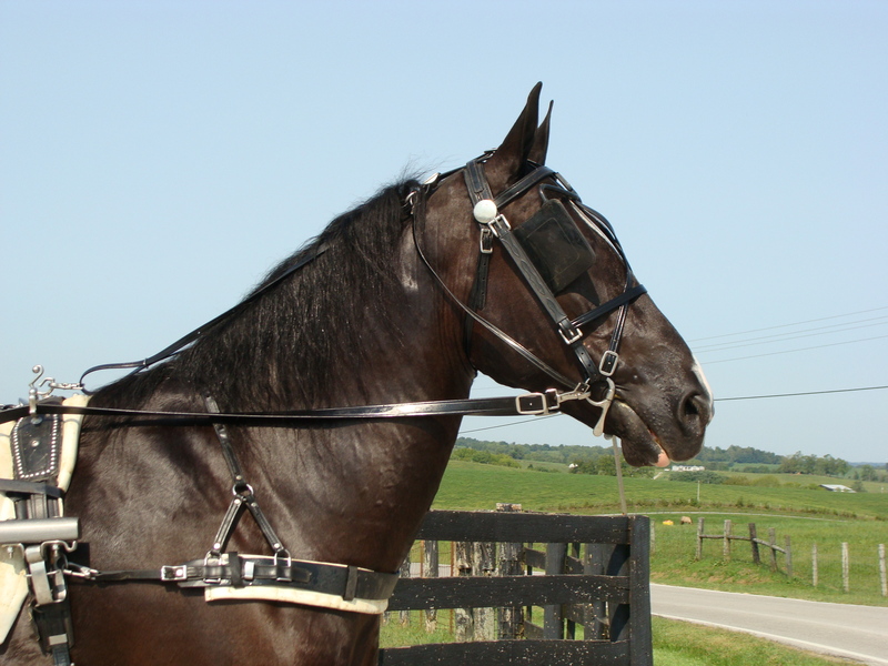 VERY PRETTY BLACK PERCHERON STANDARDBRED CROSSBRED GELDING, RIDES AND