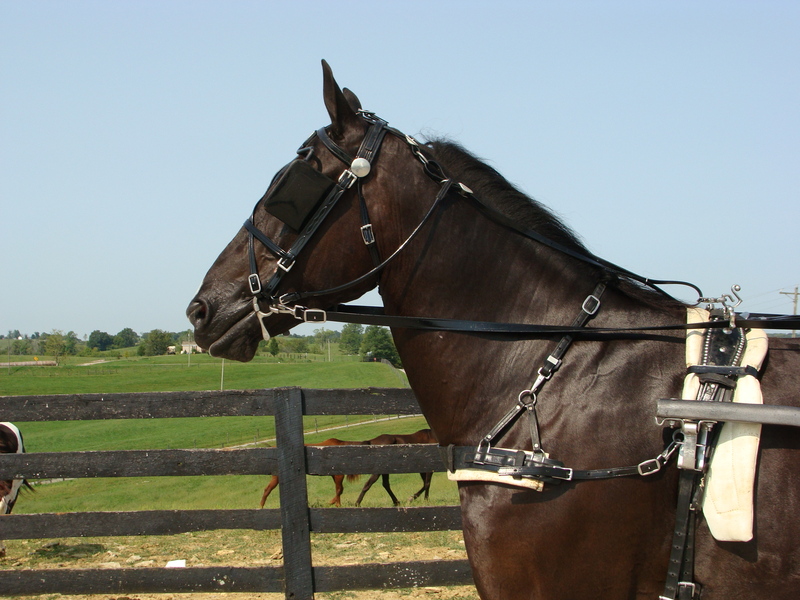 VERY PRETTY BLACK PERCHERON STANDARDBRED CROSSBRED GELDING, RIDES AND