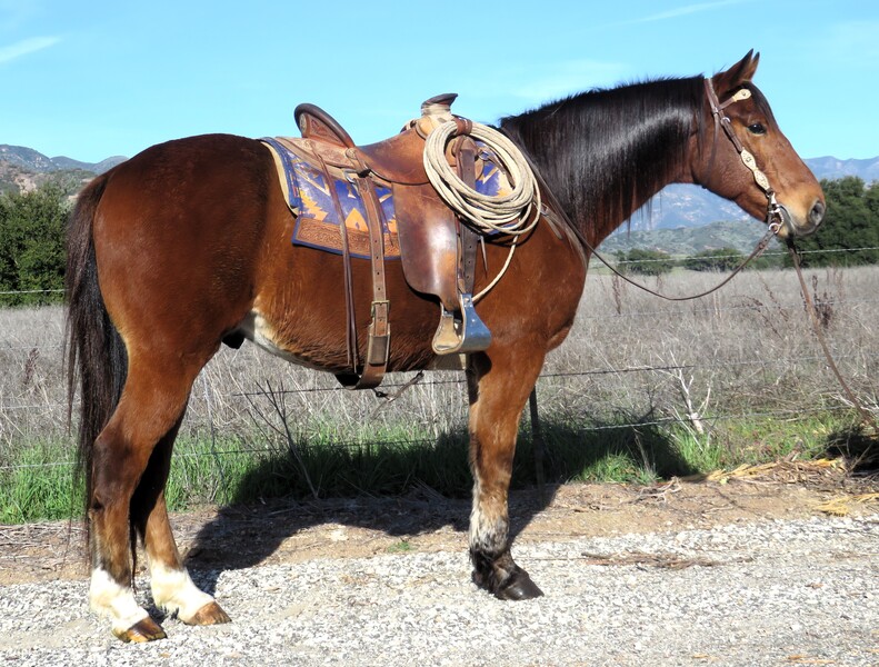8 YEAR OLD 15.2 HAND BAY DRAFT CROSS