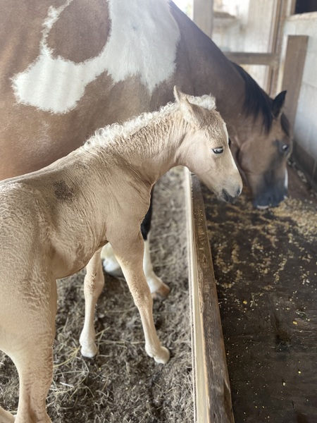 Palomino 1/2 Curly Yearling Colt