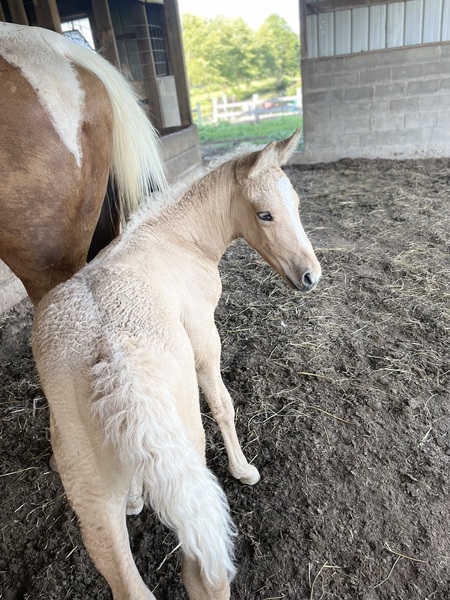 Palomino 1/2 Curly Yearling Colt