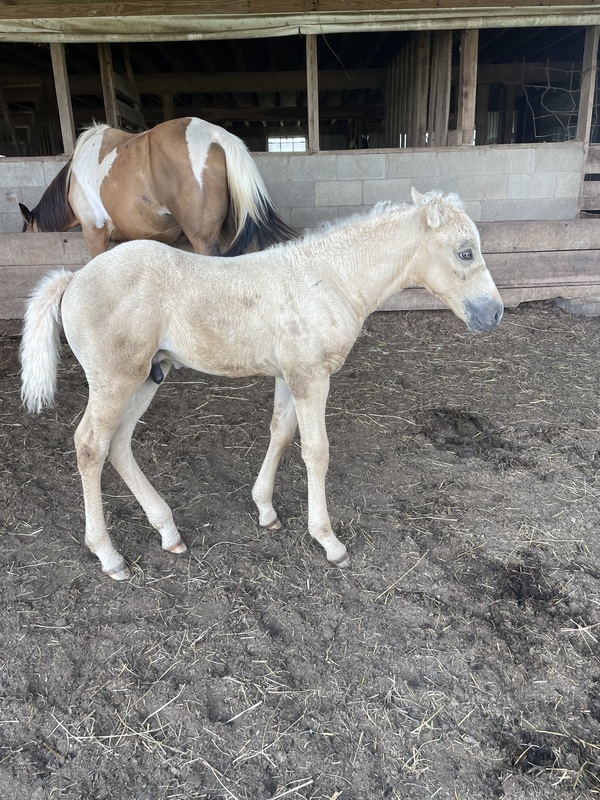 Palomino 1/2 Curly Yearling Colt