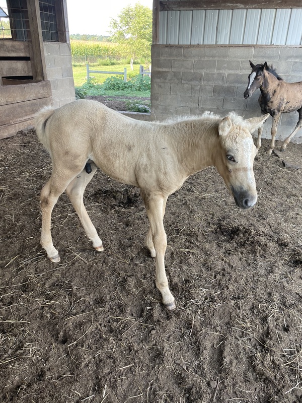 Palomino 1/2 Curly Yearling Colt