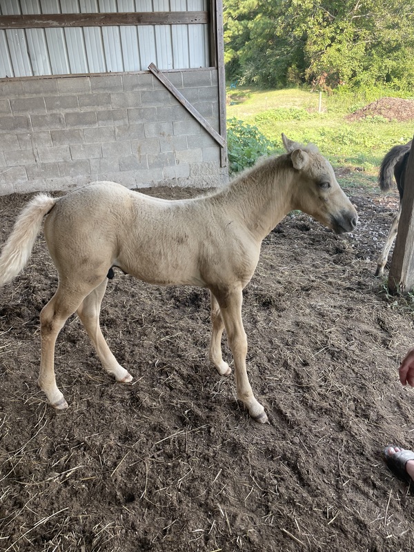 Palomino 1/2 Curly Yearling Colt