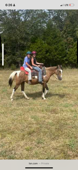 Palomino 1/2 Curly Yearling Colt