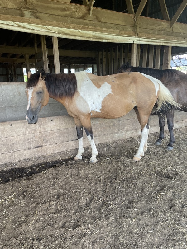 Palomino 1/2 Curly Yearling Colt