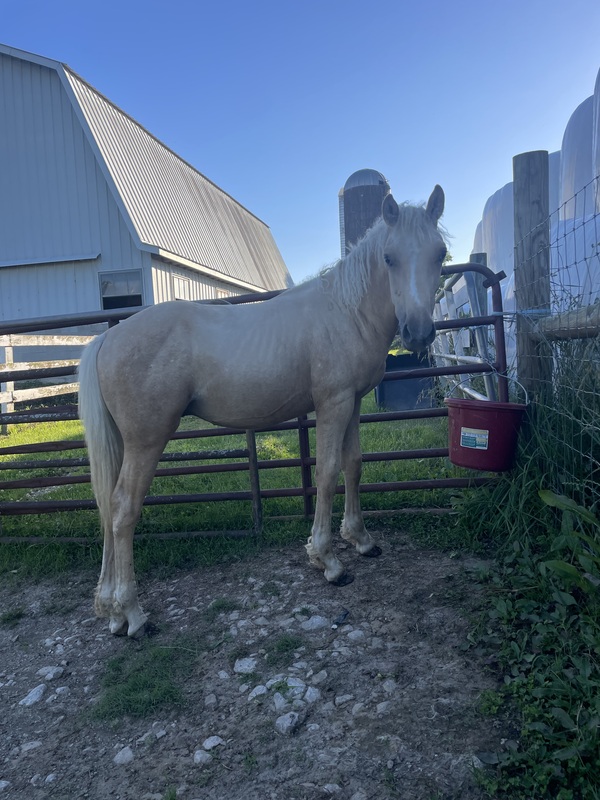 Palomino 1/2 Curly Yearling Colt