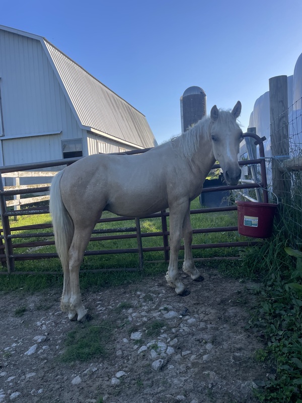 Palomino 1/2 Curly Yearling Colt