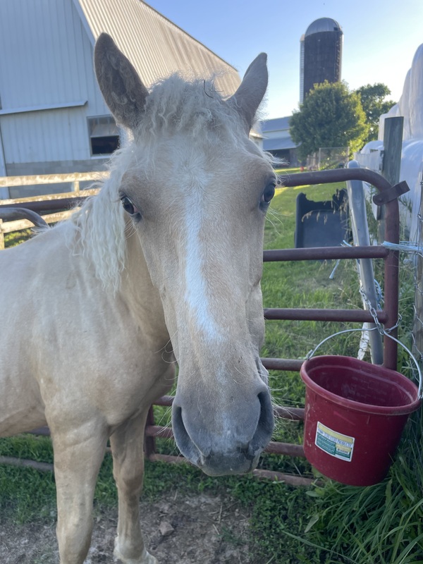 Palomino 1/2 Curly Yearling Colt