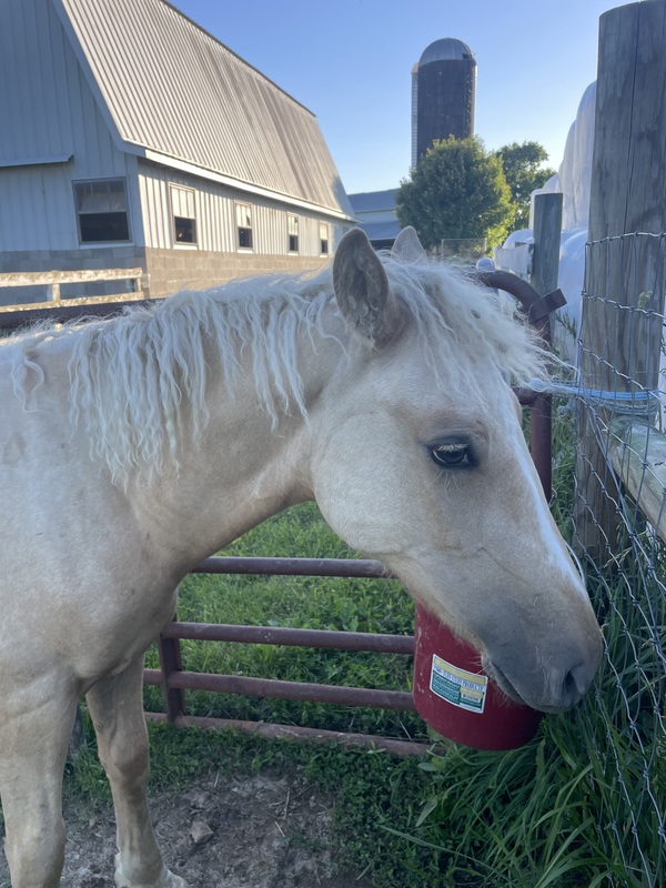 Palomino 1/2 Curly Yearling Colt