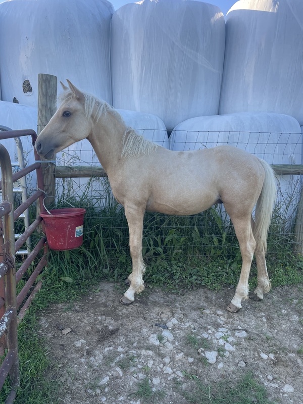 Palomino 1/2 Curly Yearling Colt