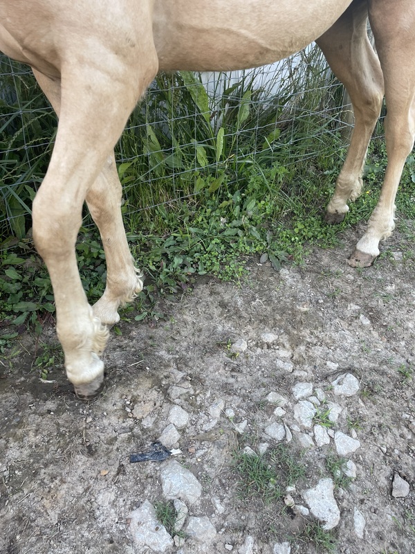 Palomino 1/2 Curly Yearling Colt
