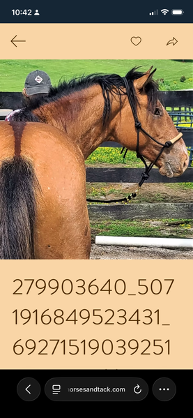 Palomino 1/2 Curly Yearling Colt