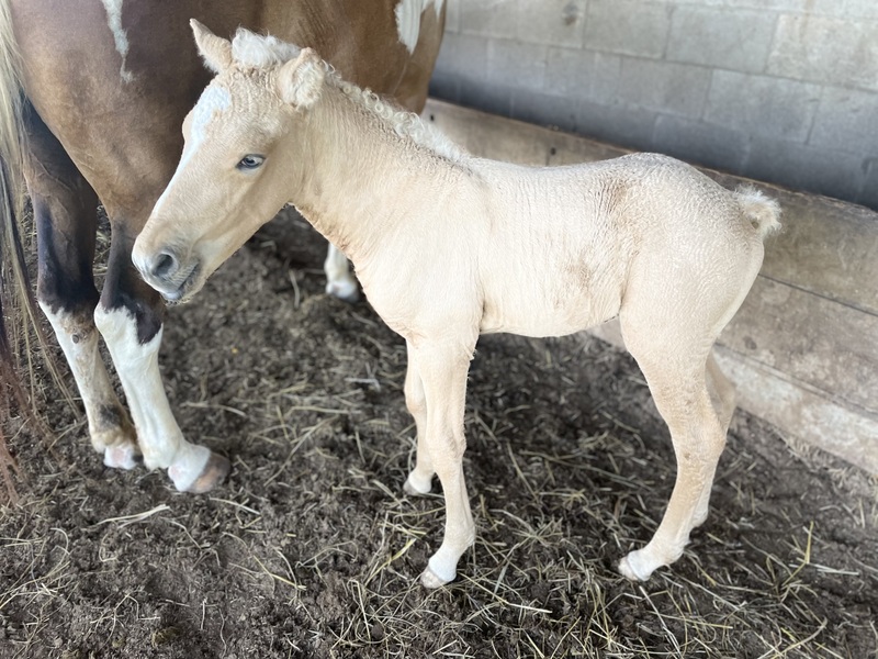 Palomino 1/2 Curly Yearling Colt