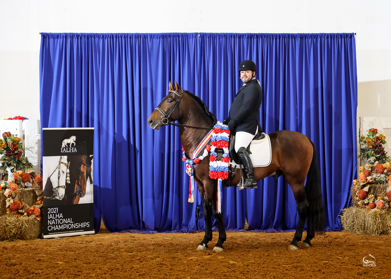 P.R.E. Bay Stallion w 3 national titles