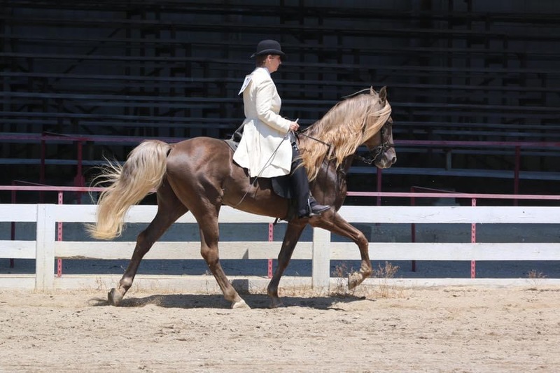 Red Chocolate Weanling Colt