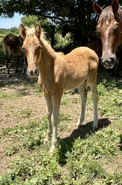 Red Chocolate Weanling Colt 