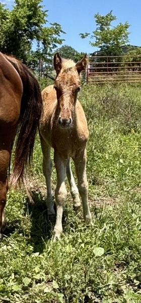 Red Chocolate Weanling Colt