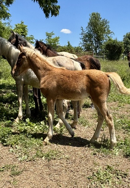 Red Chocolate Weanling Colt