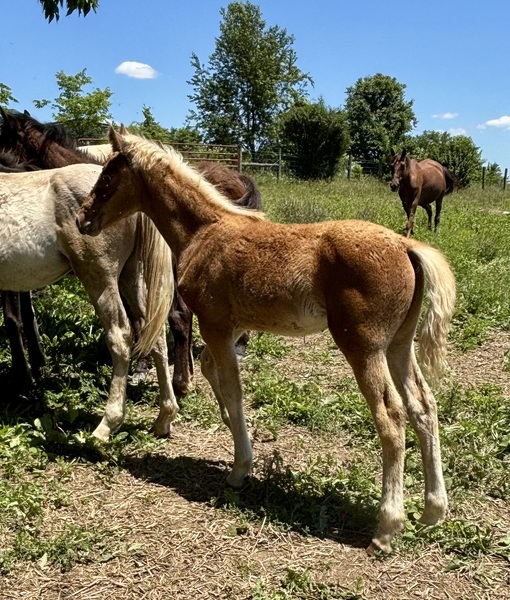 Red Chocolate Weanling Colt