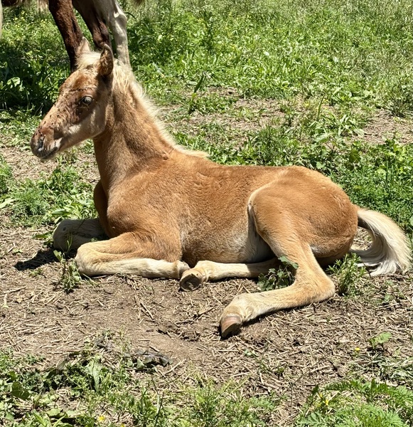 Red Chocolate Weanling Colt