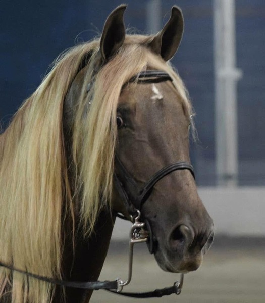 Red Chocolate Weanling Colt