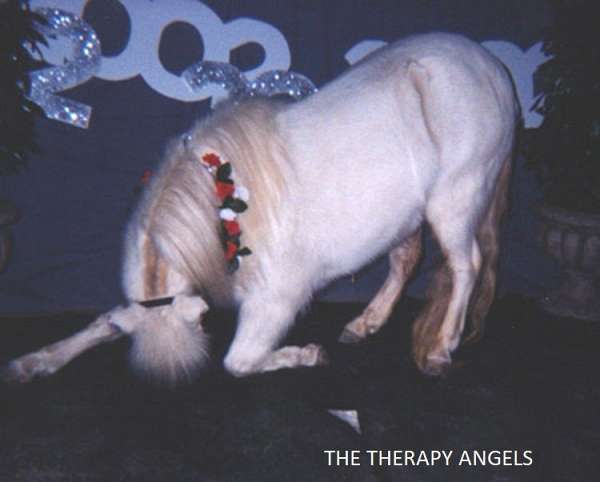 #1 Award Winning Therapy Trained Miniature Horses  