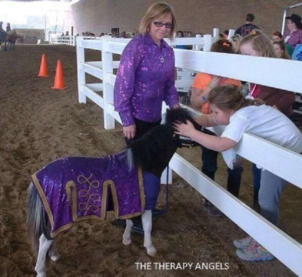 #1 Award Winning Therapy Trained Miniature Horses  
