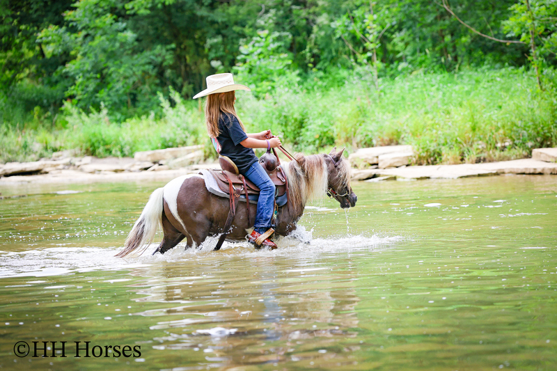 VERY CUTE SMALL CHOCOLATE AND WHITE PAINT PONY MARE, YOUTH RIDDEN