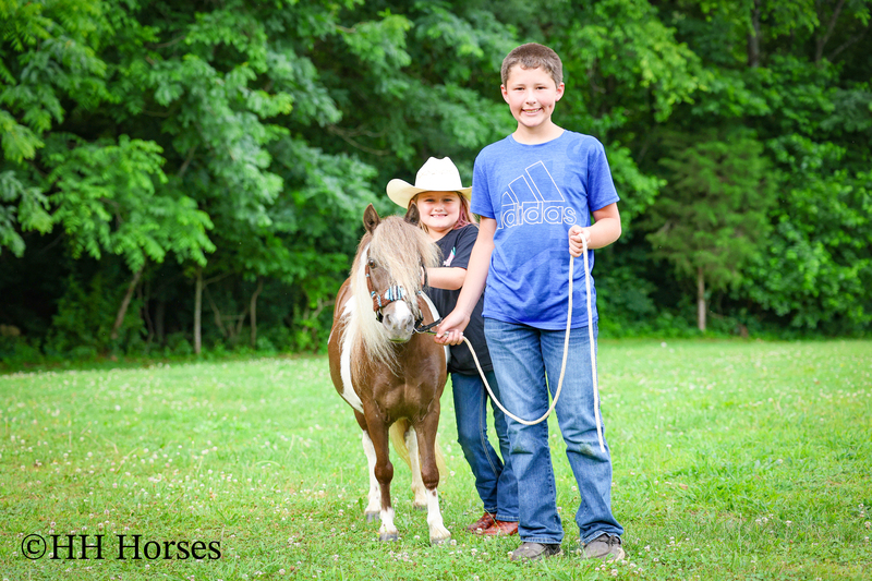 VERY CUTE SMALL CHOCOLATE AND WHITE PAINT PONY MARE, YOUTH RIDDEN