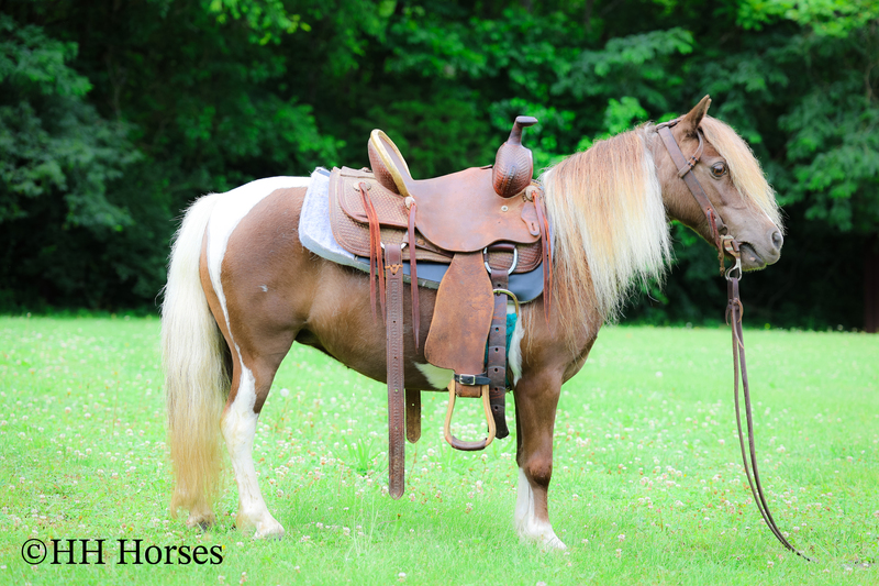 VERY CUTE SMALL CHOCOLATE AND WHITE PAINT PONY MARE, YOUTH RIDDEN