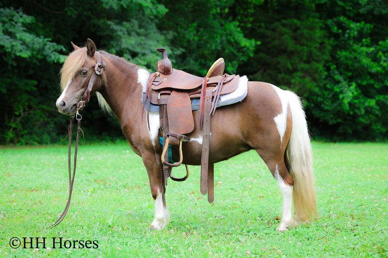 VERY CUTE SMALL CHOCOLATE AND WHITE PAINT PONY MARE, YOUTH RIDDEN